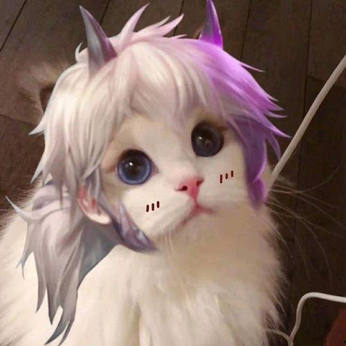 王者荣耀猫猫爆料视频,萌态可掬,技能全面解析 第1张 王者荣耀猫猫爆料视频,萌态可掬,技能全面解析 第1张